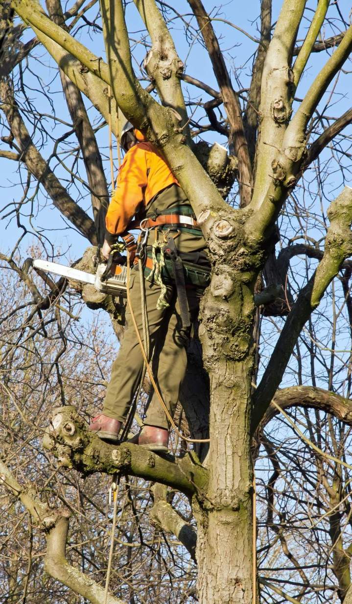 Élagage et abattage d’arbres à Évreux